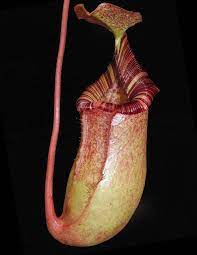 Nepenthes Sibuyanensis x (Veitchii x Lowii) BE 3986