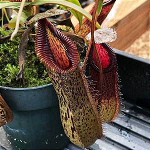 Nepenthes Burkei x Hamata BE 3747