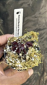 Dionaea Muscipula Dark Red x T#3
