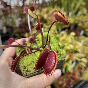 Dionaea muscipula Trev's Red Dentate