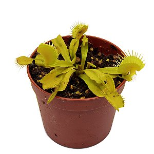 Dionaea Muscipula Nightmare