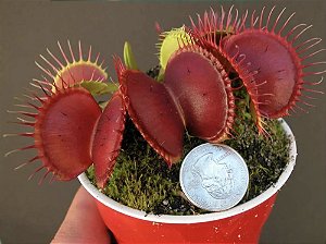 Dionaea Muscipula B52