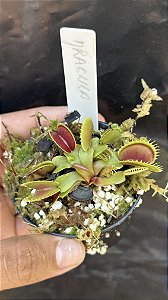 Dionaea Muscipula Dracula
