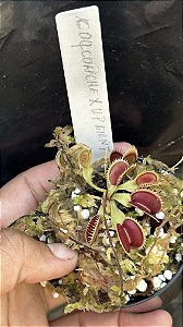Dionaea Muscipula Coq Couché x Up Giant