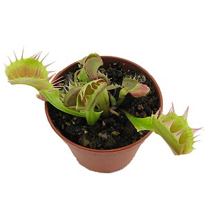 Dionaea Crispy Sun