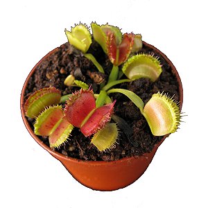 Dionaea Muscipula Space