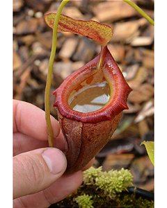 Nepenthes Flava BE-3652