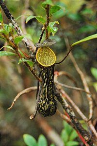 Nepenthes Mikei 'Bandahara' BE 3506