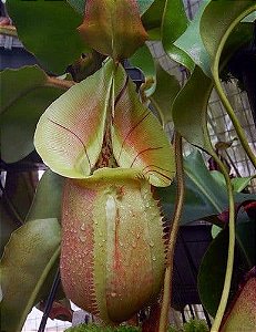 Nepenthes Robcantleyi x Veitchii BE-3700 e BE-3933