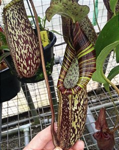 Nepenthes Spectabilis x Platychilla BE-3760