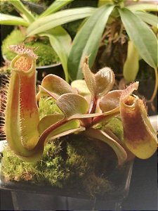 Nepenthes Truncata