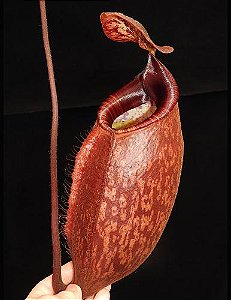 Nepenthes Peltata BE 4025