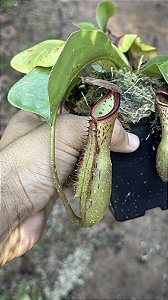 Nepenthes (Boschiana x Clipeata) x (Lowii x Clipeata)