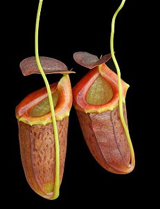 Nepenthes Burkei x Tenuis BE 4535