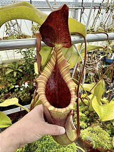 Nepenthes Veitchii x Lowii