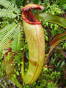 Nepenthes Bokorensis BE-3856