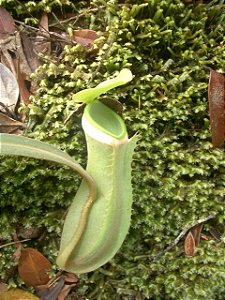 Nepenthes Albomarginata BE 3004