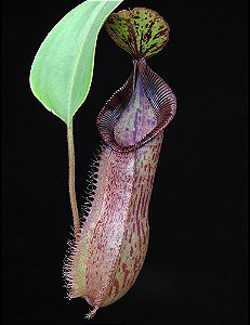 Nepenthes Hamata x (Veitchii x Lowii) BE 4057