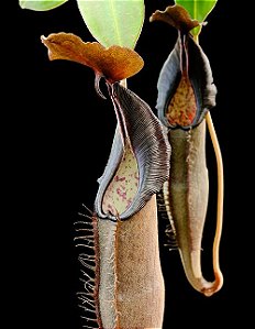 Nepenthes Lingulata BE-3463