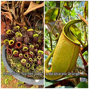 Nepenthes Ampullaria ''Garden Lady'' x Bicalcarata ''Orange''