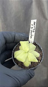 Pinguicula Ibarrae x Gigantea