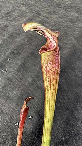 Sarracenia Leucophylla Albina