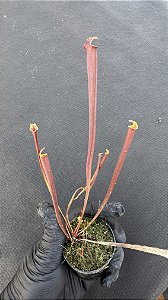 Sarracenia Flava 'Red Tube'
