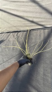 Drosera Filiformis Var Tracy