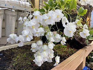 Utricularia Alpina