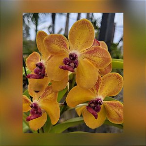Vanda Ploenpit Prize ´Harley` AM/AOS