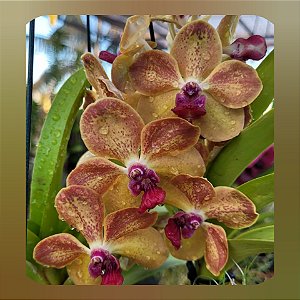Vanda Ploenpit Prize ´Harley` AM/AOS