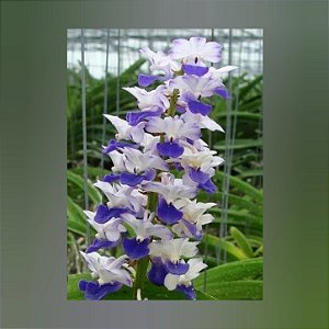 Rhynchostylis Coelestis, Blue (Mini Vanda)