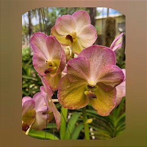 Vanda Yellow Butterfly #539