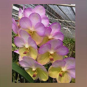 Vanda Yellow Butterfly #539