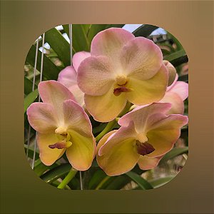 Vanda Yellow Butterfly #539