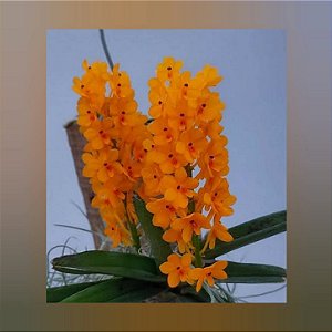 Ascocentrum Miniatum (Mini Vanda)