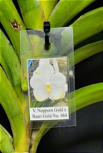 Vanda Nopporn Gold x Rasri Gold Nr 484