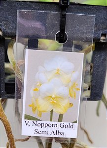 Vanda Nopporn Gold Semi Alba