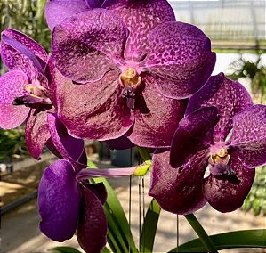 Vanda Gracie´s Heartthorb x Dr Anek