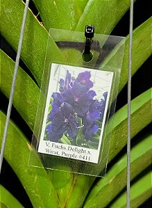 Vanda Fuchs Delight x Wirat, Purple #411