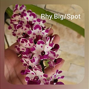 Rhynchostylis Gigantea Big/Spot