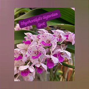 Rhynchostylis Gigantea Spot
