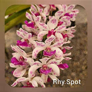 Rhynchostylis Gigantea Spot