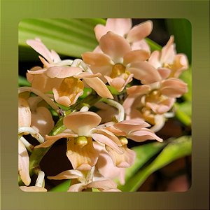 Rhynchostylis Gigantea Peach
