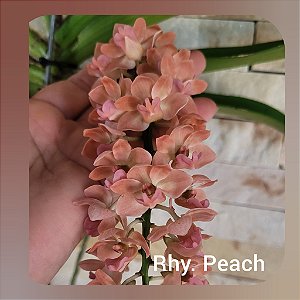 Rhynchostylis Gigantea Peach