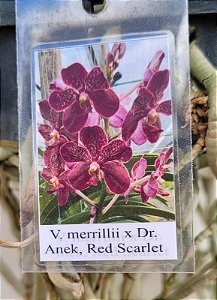 Vanda Merrillii x Dr Anek, Red Scarlet