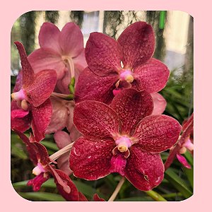 Vanda Merrillii x Dr Anek