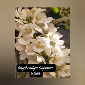 Rhynchostylis Gigantea White
