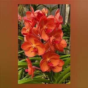Vanda Fuchs Sunset x Pine Rivers(Orange)