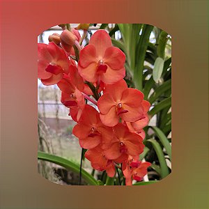 Vanda Fuchs Sunset x Pine Rivers(Orange)